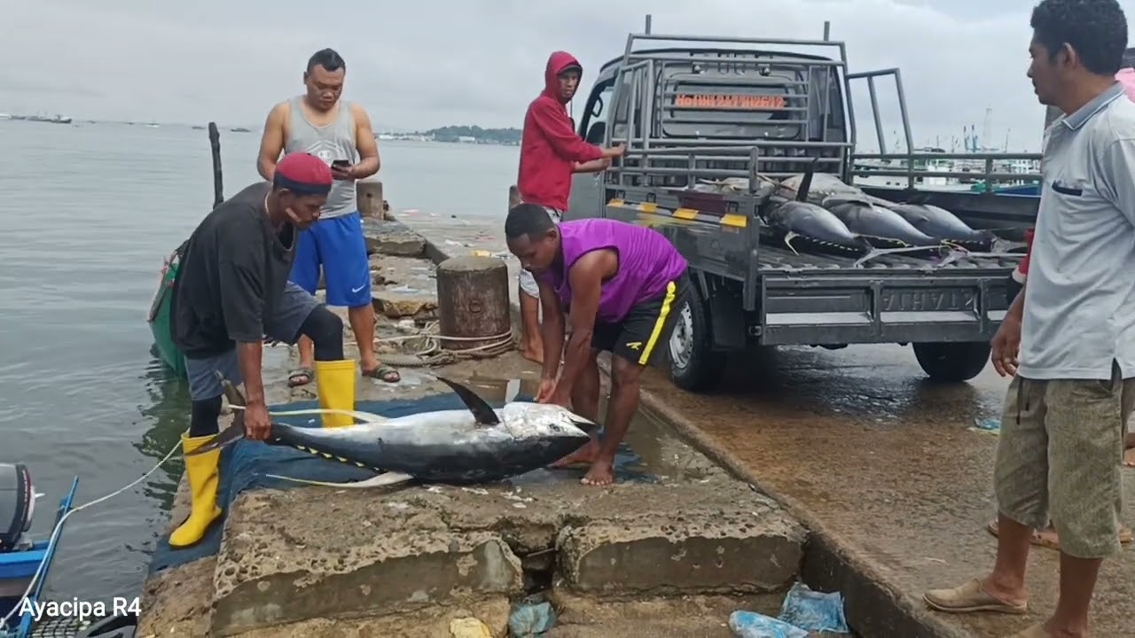 Proses Bongkar dan Sortir Ikan Tuna Raksasa yang Baru Masuk di Pasar Ikan Jembatan Puri Kota Sorong