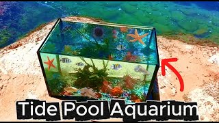 Making A Tide Pool Aquarium 🌊🦀🐙🐡