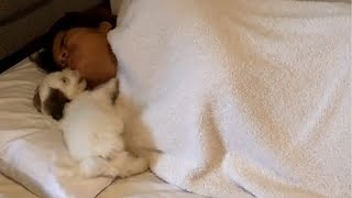 Energetic Puppy Wants Mom To Wake Up And Get Out Of Bed