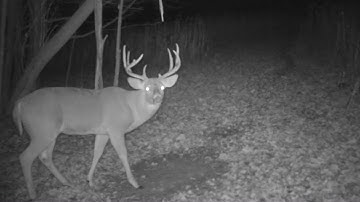 Proven Mock Scrape Setup Tips For Big Bucks
