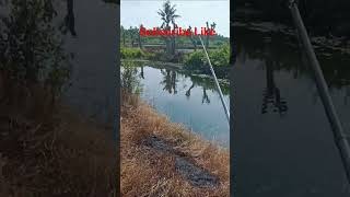 #fishing #fish #video #korman