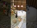 うさぎの飼育。
