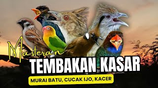Masteran Tembakan Kasar Untuk Burung Murai Batu ,Cucak Ijo ,Kacer