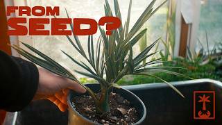 Almost 2 Years Old Palms! (Livistona, Brahea, Phoenix..) 🌴