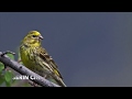 Chant du serin cini