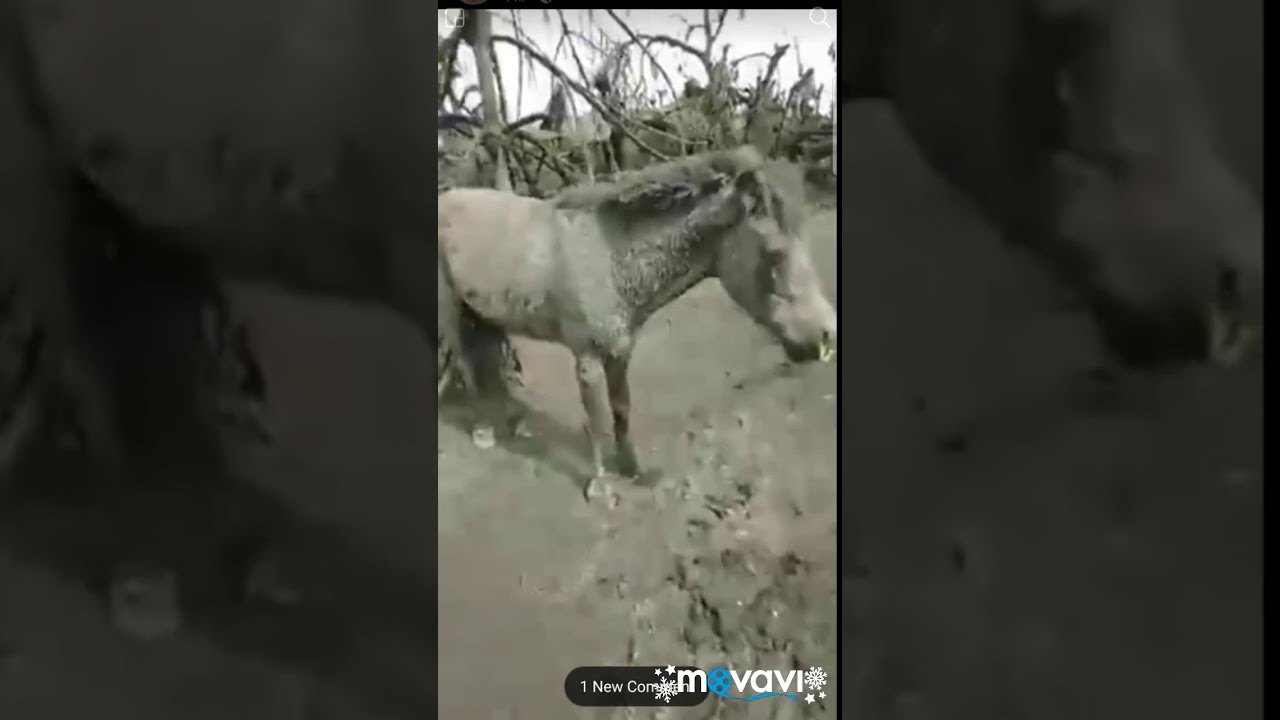 Taal Volcano Eruption affected the poor people and animals YouTube