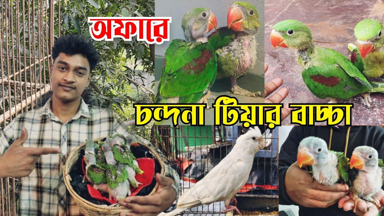 চন্দনা টিয়ার বাচ্চা চলে এসেছে || মিরপুর পাখির খামার || চন্দনা টিয়া পাখির বাচ্চার দাম || Chondona tia