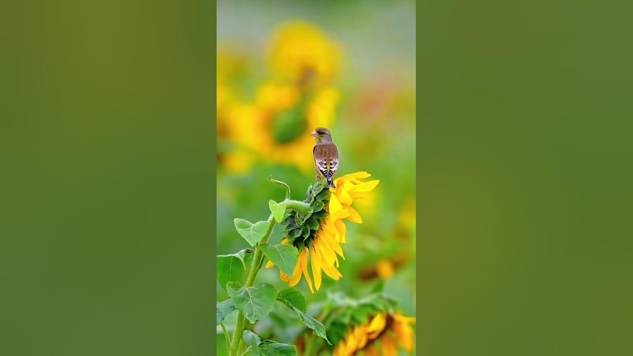 Mengenal Burung Tak Bisa Terbang: Adaptasi Unik dan Misteri Evolusi