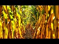 Corn maze in US takes on ‘Jurassic’ theme