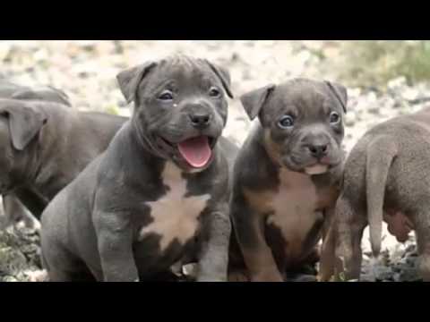 video phone beyonce mp3 60 Seconds Of Cute American Pit Bull Terrier Puppies!