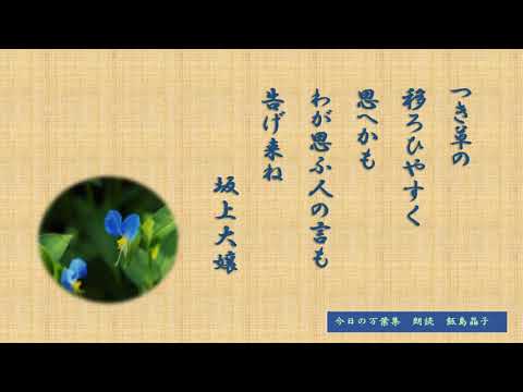 【今日の万葉集】6月23日　つゆ草を万葉の時代には月草といったようです。なんかロマンティックと思いきや、どうも色が着くから転じて月草だそう。「つき草の移ろいやすく思へかも　わが思ふ人の言も告げ来ね」