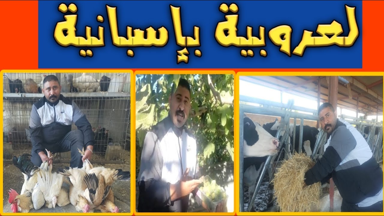 ها كيفاش كنشريو الدجاج البلدي والحليب الطبيعي بملقا إسبانية