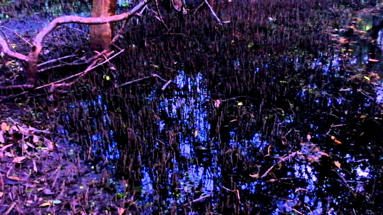 Neumatóforos del Mangle Negro (Avicennia germinans) en PNN Isla de ...