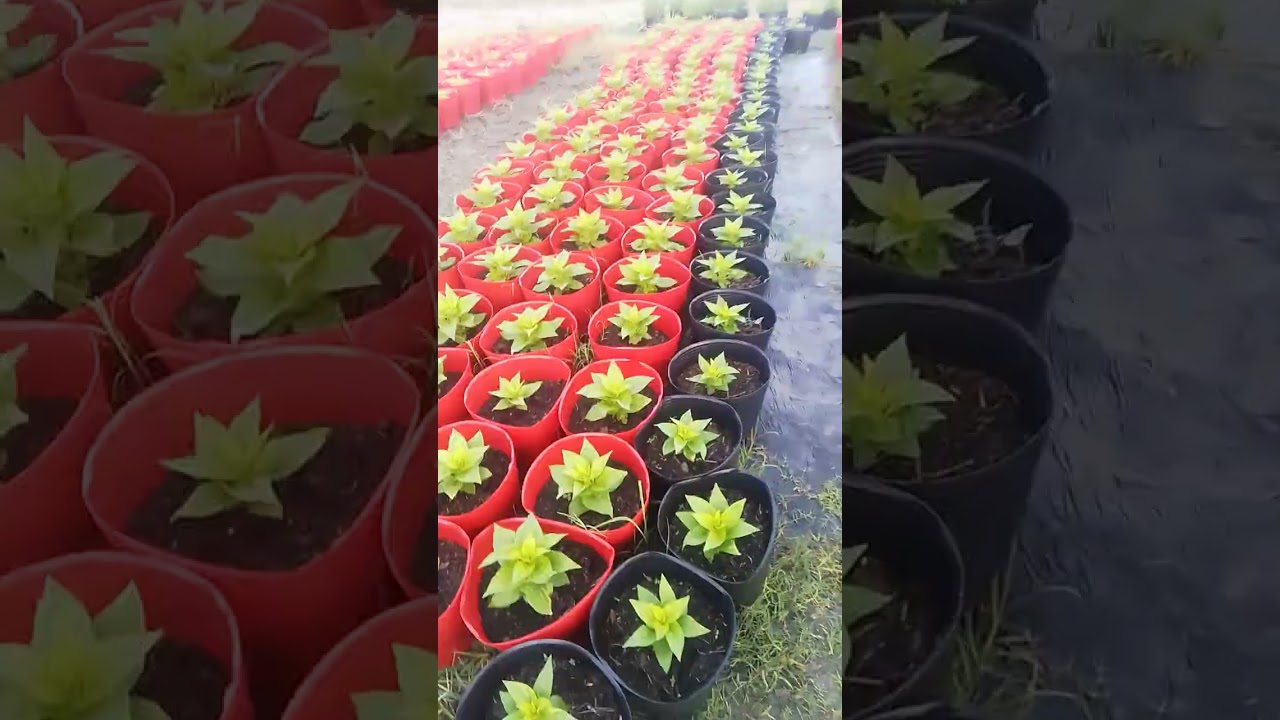 03/11 sđt 0367788614