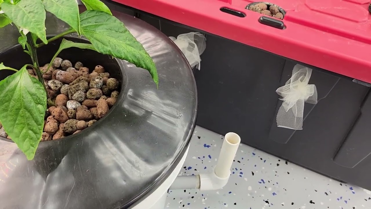 02-28-26 Hydroponic Pepper Update