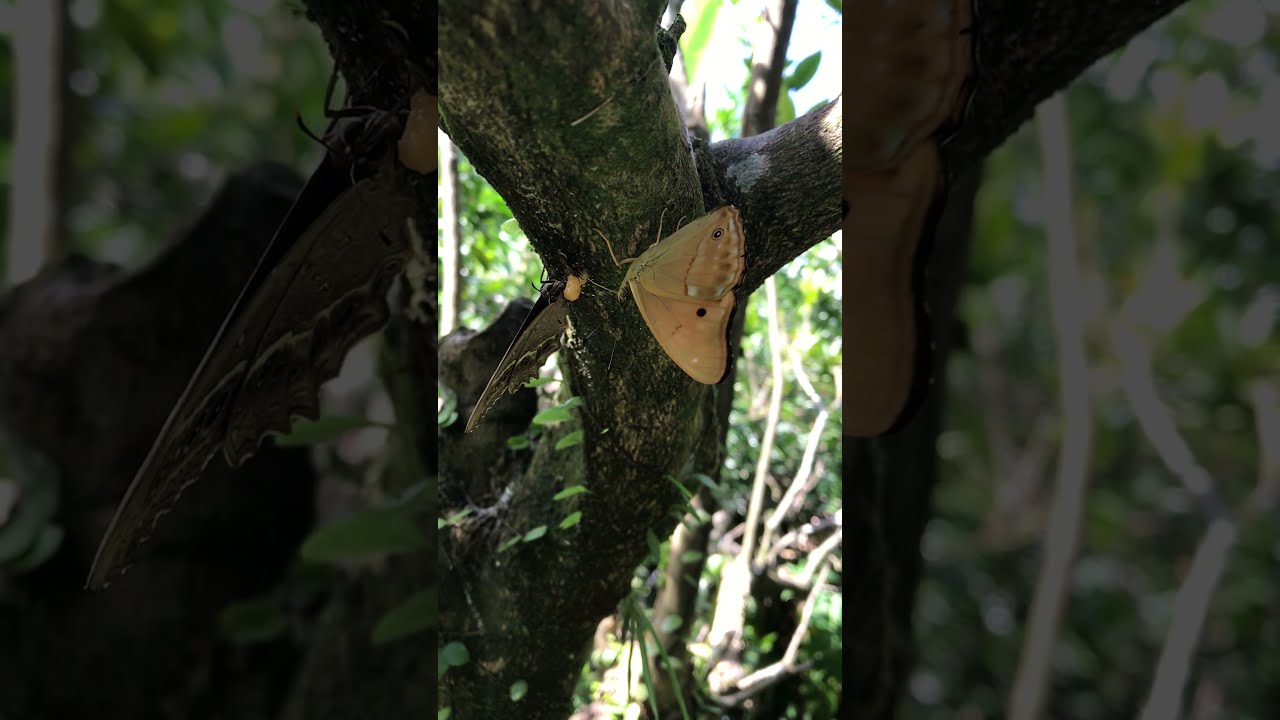 蝴蝶吸食樹液Butterflies suck sap