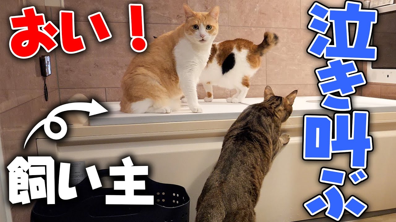 A77 入浴中猫ちゃん A77 入浴中猫ちゃん the cat baths two cats note