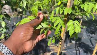 Weatherbee Nursery in Fort Pierce, FL