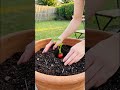 DIY Home Garden: Easy Trick to Grow Strawberries #garden #garenafreefire #gardeningvideos #gardening