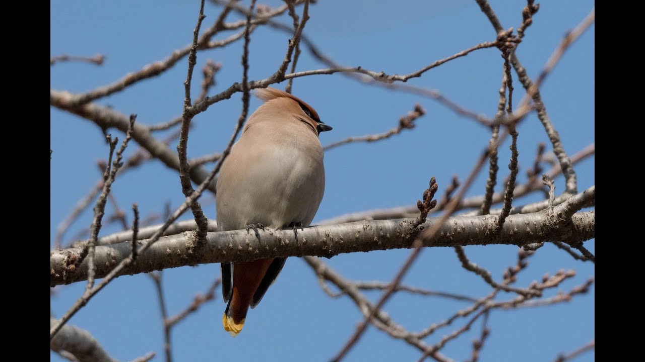 キレンジャクの声 Youtube