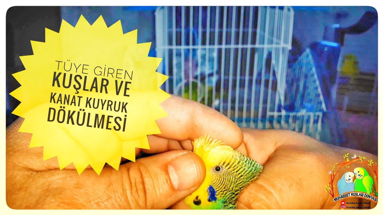 Tüye Giren Kuşlar ve Kanat Kuyruk Dökülmesi