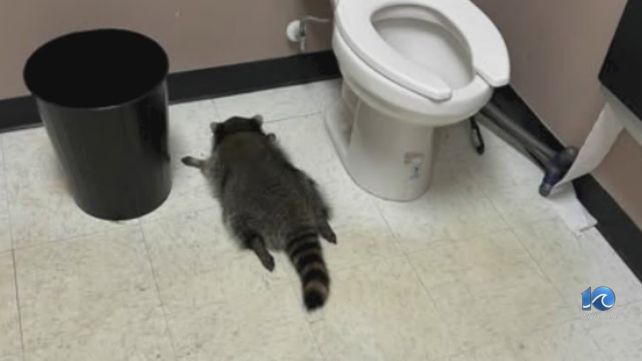 Drunken raccoon had one too many shots in Ashland ABC store