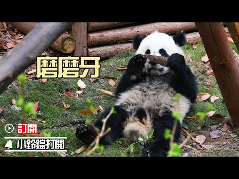 《熊貓早晚安》撿到了“野生樹皮餅乾”! | iPanda熊貓頻道