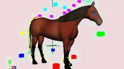 Horse Animation Project - Halt to Walk - Playblast 2