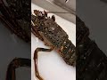 🇯🇵【Ise ebi】Lobster Sashimi #shorts