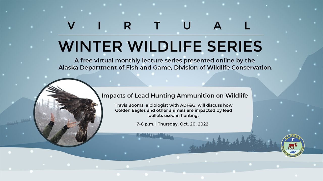 impacts-of-lead-hunting-ammunition-on-wildlife-youtube
