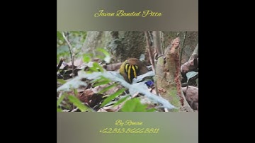 Javan Banded Pitta