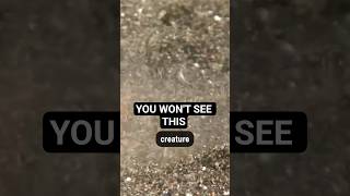 This Creature Attacks From Underground