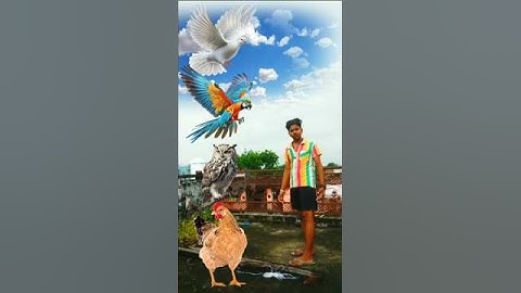 Eggs to Pigeon, parrot, owl & hen Funny vfx magic😂#shorts#video