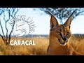 The desert lynx  caracal  africas little 5