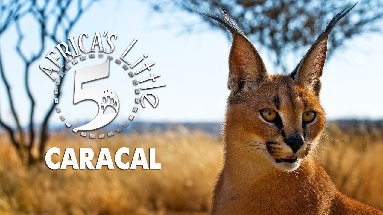 caracal lynx