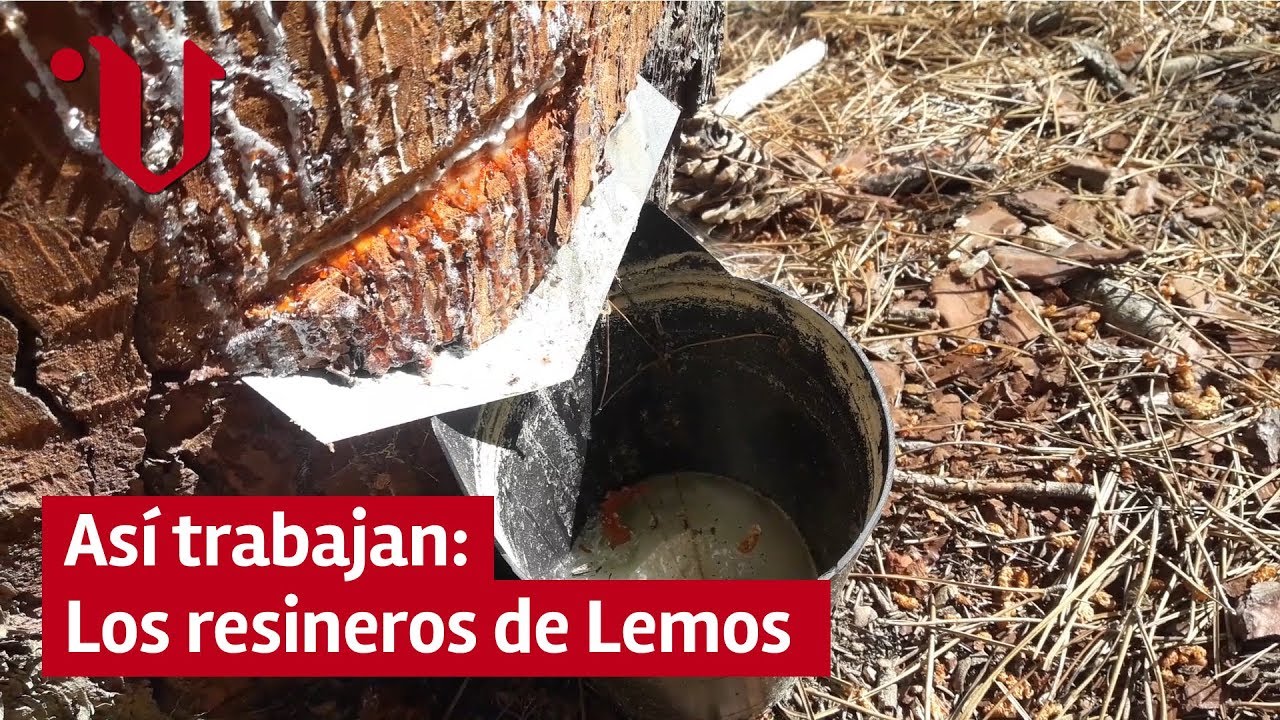 Así trabajan los resineros de Lemos