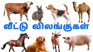 வடட வலஙககள Domestic Animals Domestic Animals In Tamil