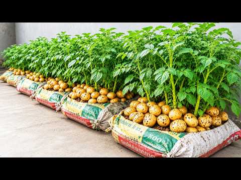 Grow Potatoes in Bags on a Rooftop – No Garden Needed