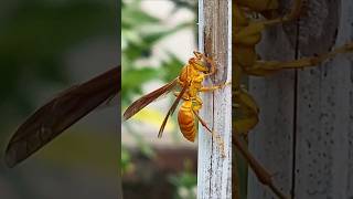Yellow Paper Wasp Collecting wood for housing #youtubeshorts #beatifulnature #viral #nature