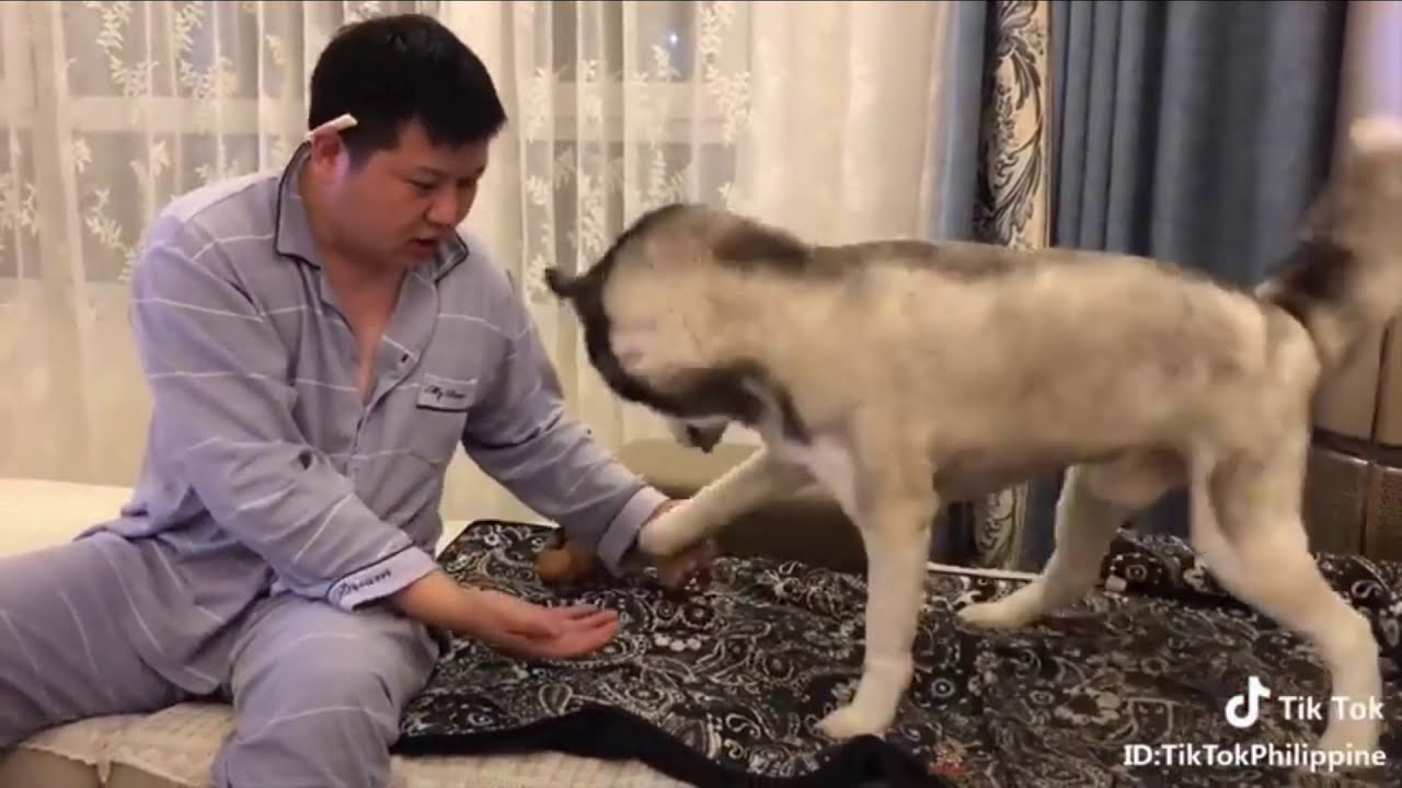 Dog Reaction to Magic Tricks - Funniest Dogs Reaction to Magic Trick 2019 Compilation