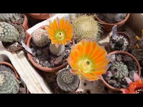 Echinocereus ctenoides DU39
