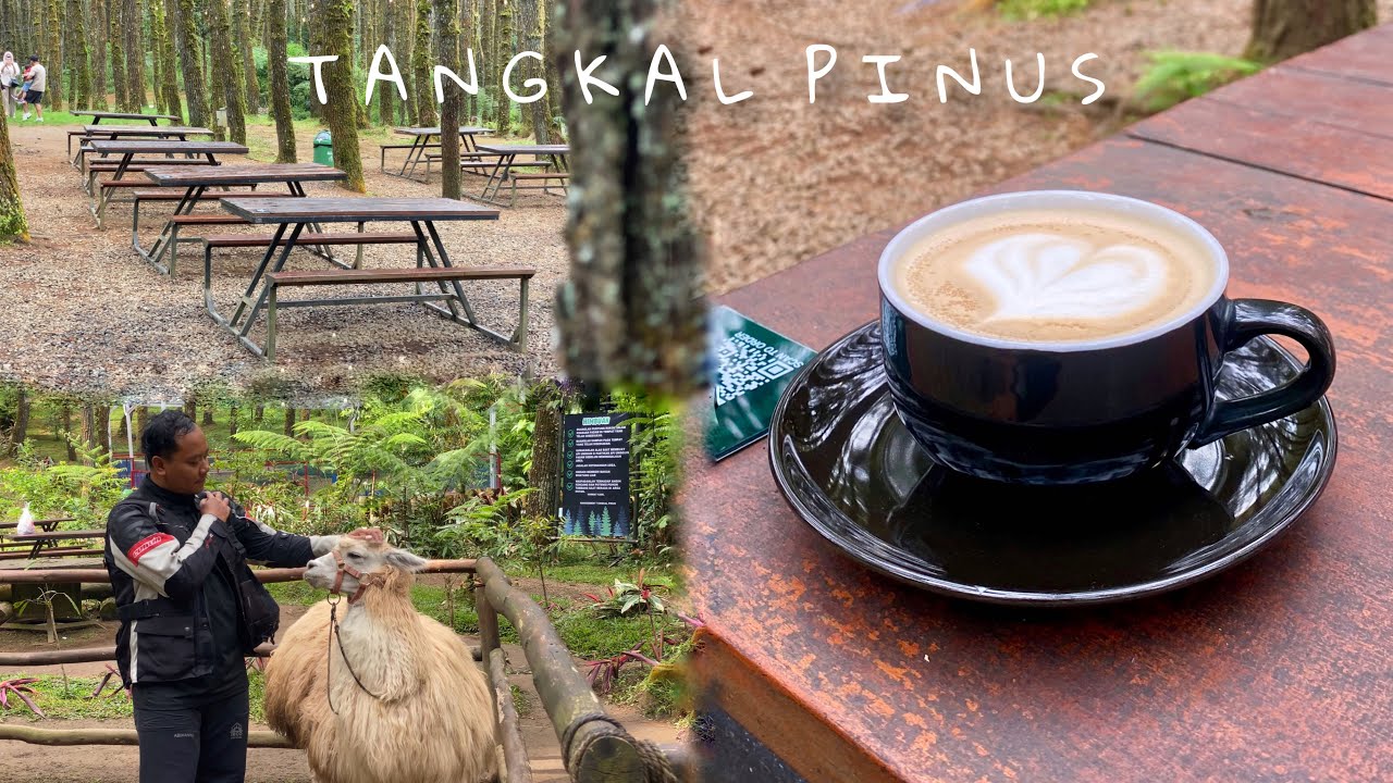 NGOPI DI TENGAH HUTAN PINUS BARENG ALPACA | TANGKAL PINUS CIKOLE