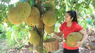 Countryside Life TV: Have you ever picked ripe jackfruit ? / Ripe jack fruit recipe