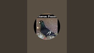 Rampuri Pigeons is live