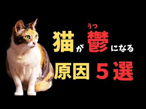 猫のうつ症状と対策｜飼い主の実体験でわかるサインと回復方法