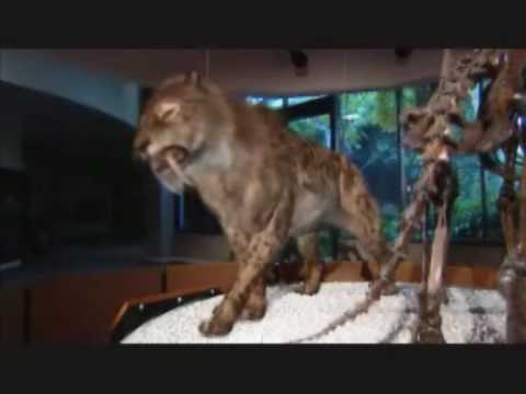 smilodon populator