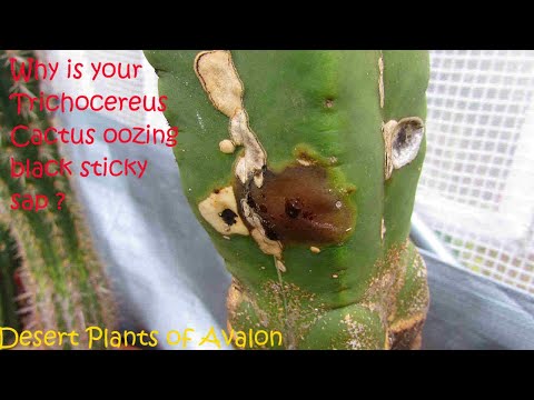 Video: Cactus Sap - Mengapa Kaktus Saya Mengeluarkan Getah?