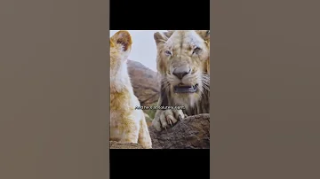PART 6 SIMBA THE LION Simba Movieshorts Lyricalshorts Viral Shorts 