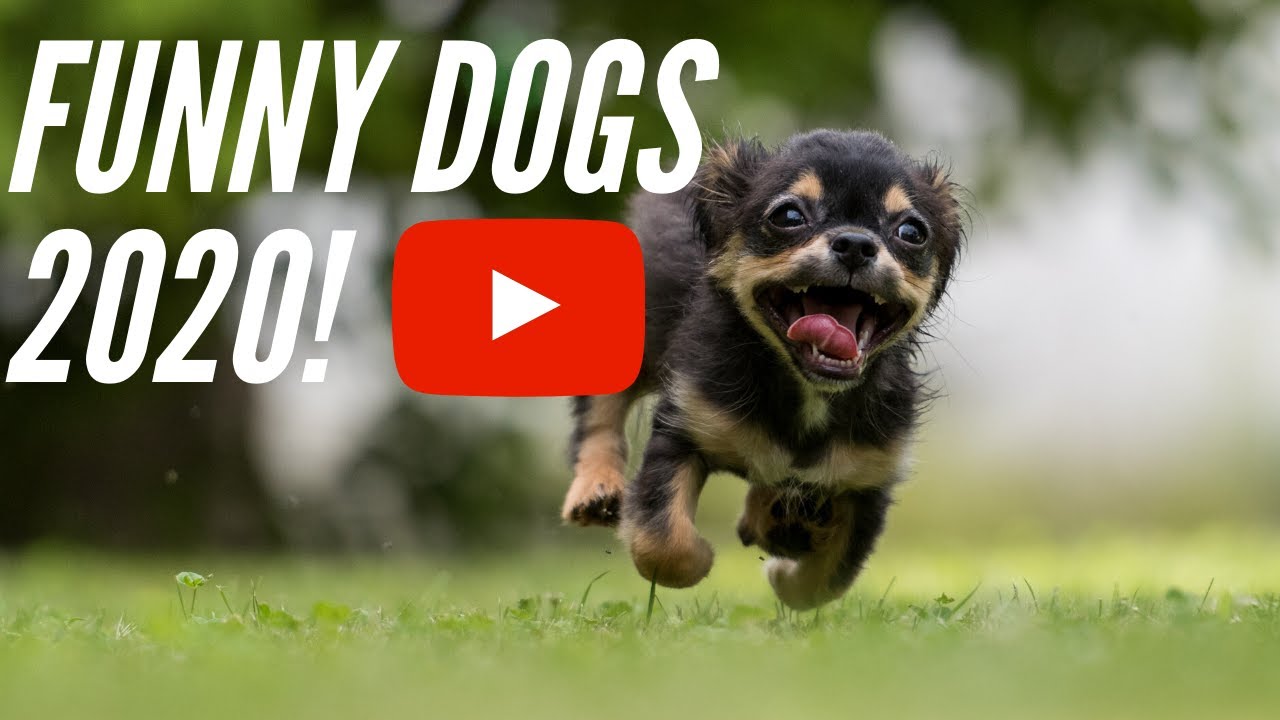 TOP 10 Most Amazing Dog Barking  Sounds Cute Puppies Barking Videos  Funny Dogs 2020🔥