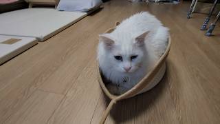 잡았다 요놈! (chu~)